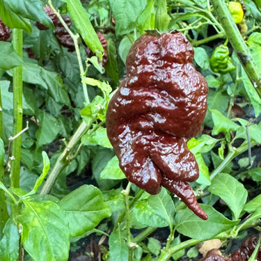 Chocolate Primotalii - Seeds - The Pepper Pantry (Formerly Marie Sharp's)